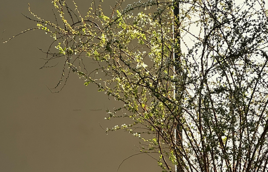 A Quiet Corner, for Our Unfoldings